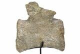 Fossil Sauropod Caudal Vertebra with Metal Stand - Colorado #304868-2